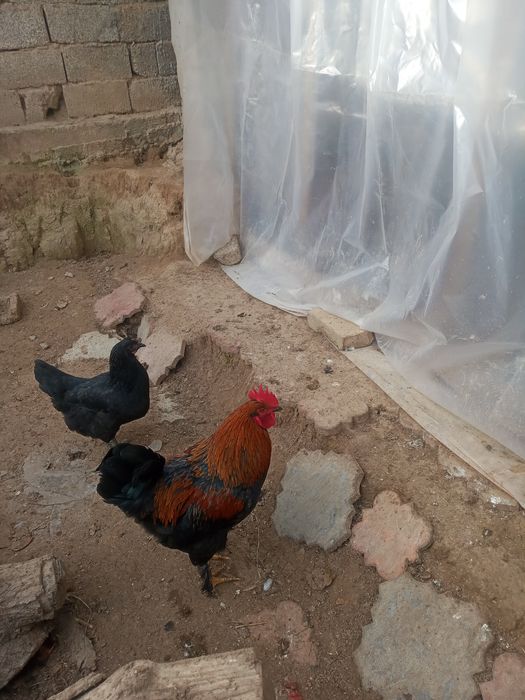 Chatishgan Qora shaxzoda xorozi