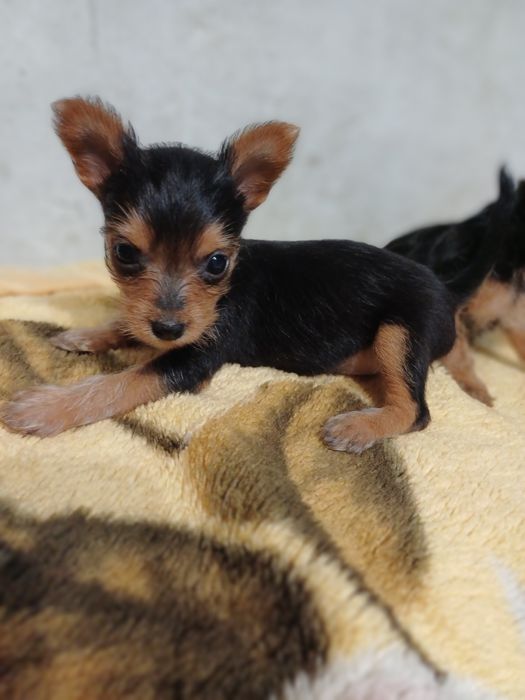 Продам щенков йорка. Помесь.