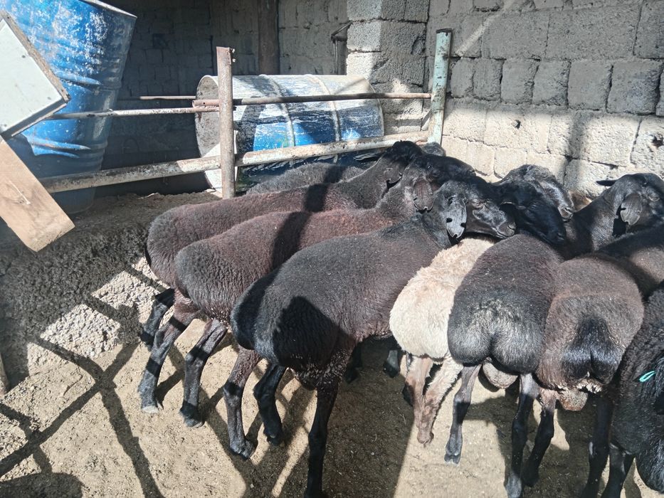 Qochqor Qo'chqor koy кочкор куй