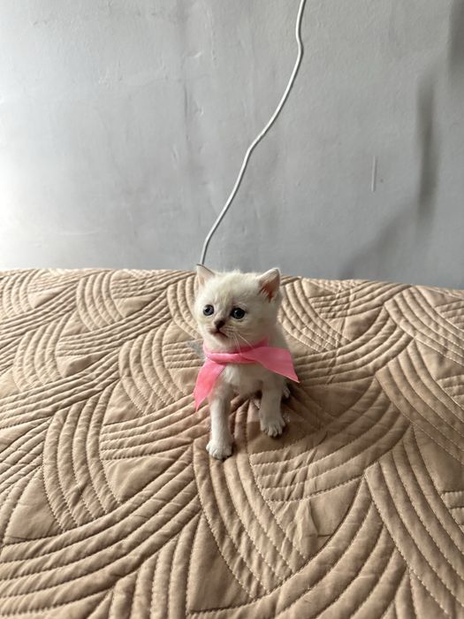 Кошки шотландский