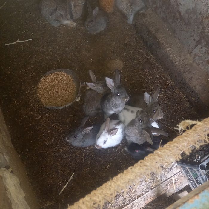 Продам кролчат двухмесячный