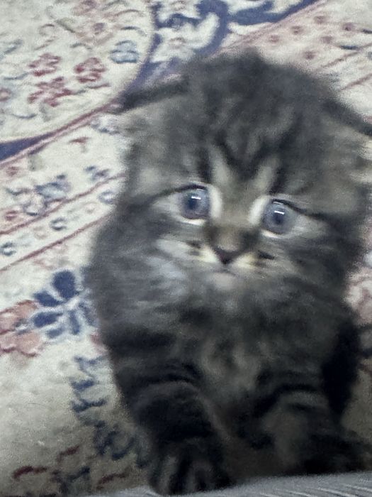 Шотландские вислоухие котята