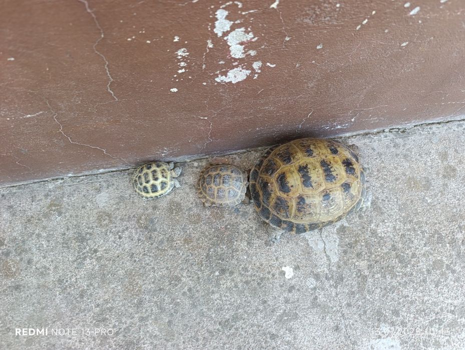 Черепаха большая