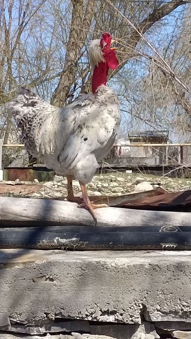 Петух Селекционный