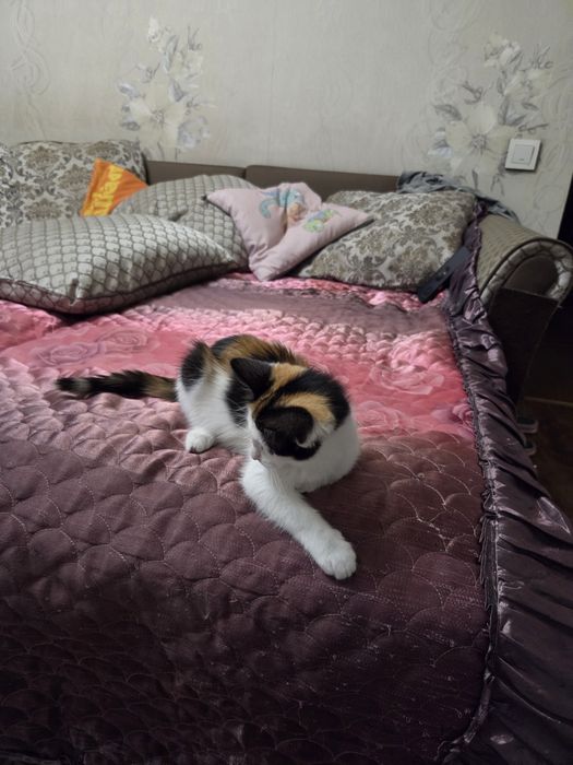 Отдадим в хорошие руки !