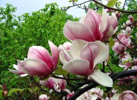Магнолия-(80-120см)-5 цвята (ПРОМОЦИЯ)