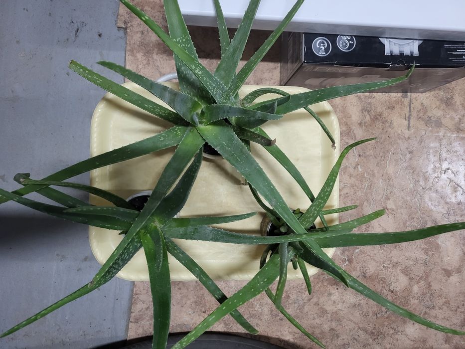 Алоэ лечебное, столетник от 1000 т .