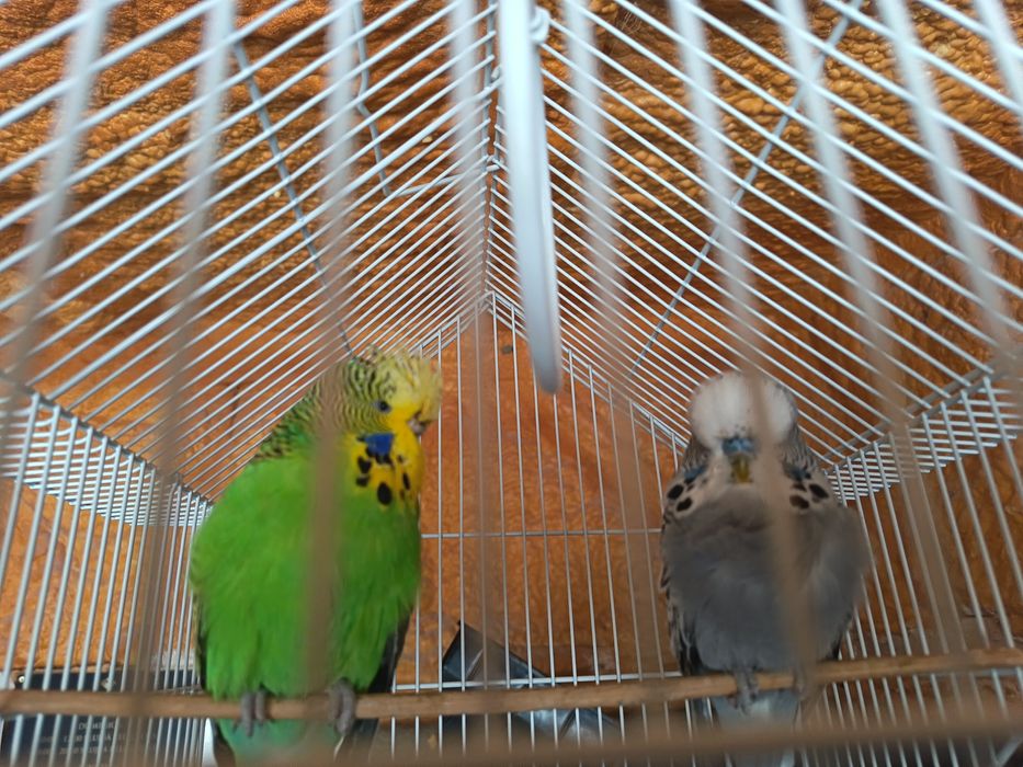 Vând papagali  peruși standard