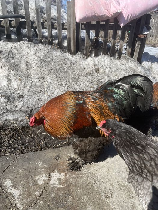 Петухи Брама черные