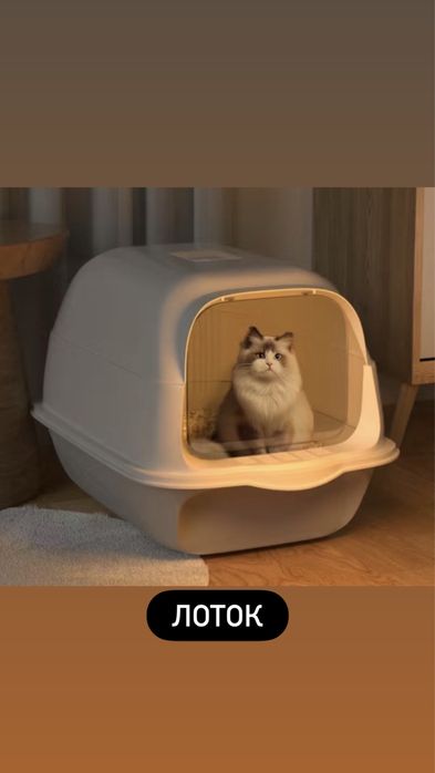 Шотланский выслаухий