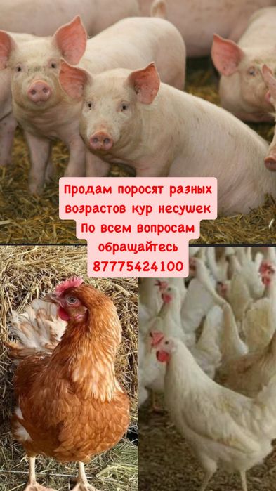 Куры 1500 тг с доставкой до дома