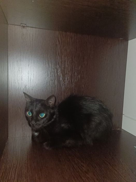отдам кошку в добрые руки