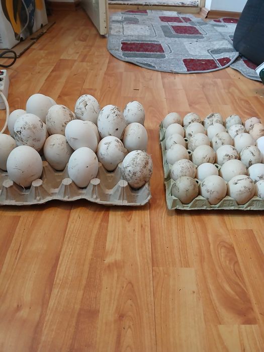 Ouă și păsări de vînzare