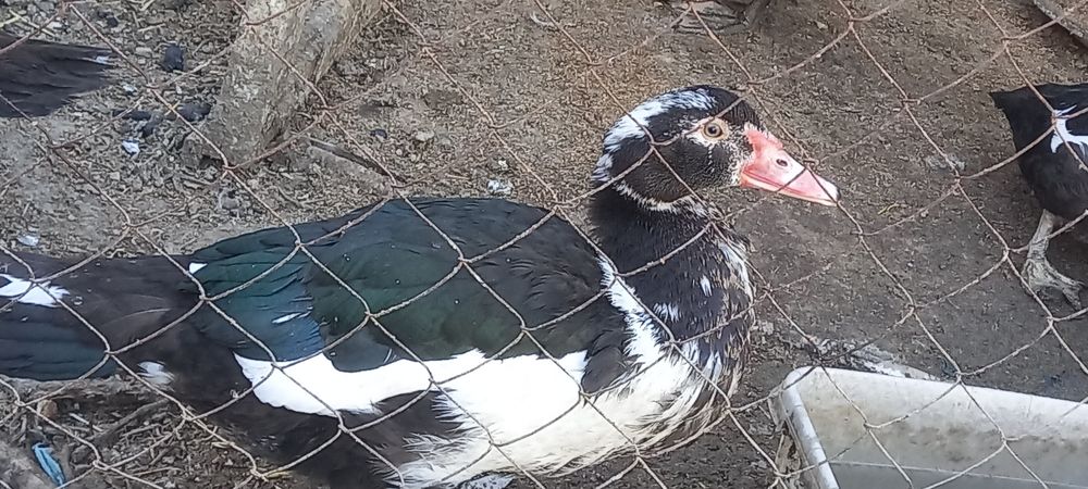 Инда утка сотилади тоза бокилган