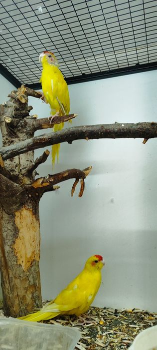 Папугай какарик.