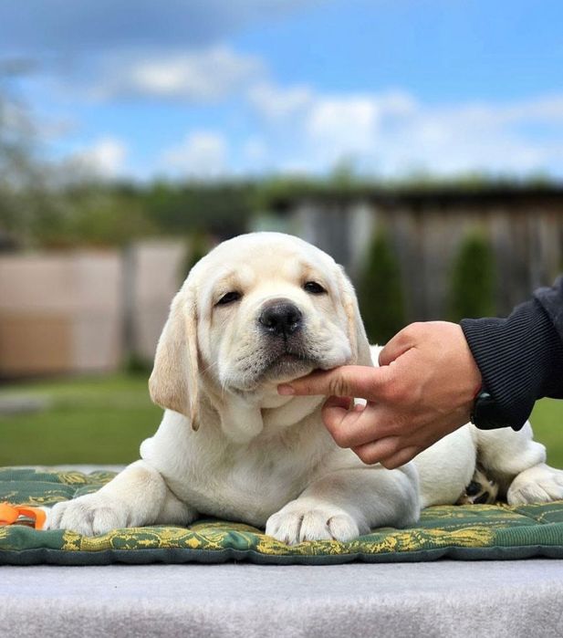 Щенки Лабрадора Астана