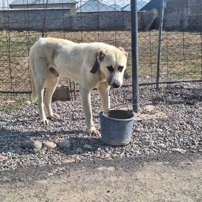 Собака ит щенок.