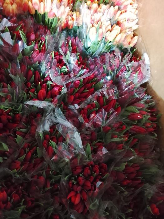 Тюльпаны Петропавловск