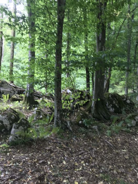 Vind casa, curte 2000 mp, pasune 6 ha, padure 3 ha, Prihodiste, jud HD