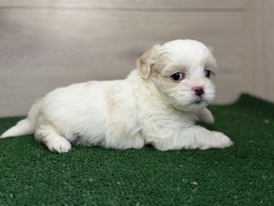 Femela ShihTzu, exemplar deosebit!