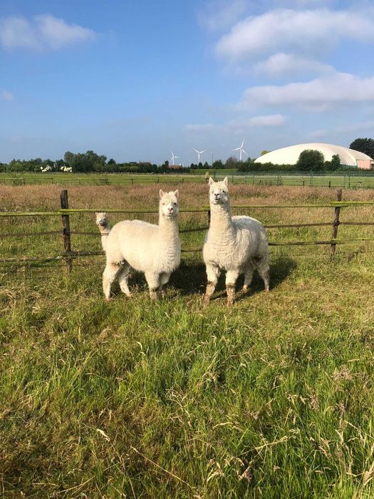 Vând Alpaca huacaya