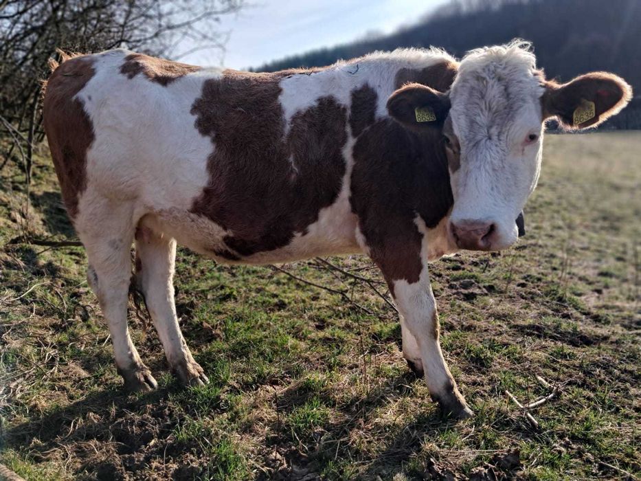 6 Juninci balțate de vanzare , 10 mi lei bucata