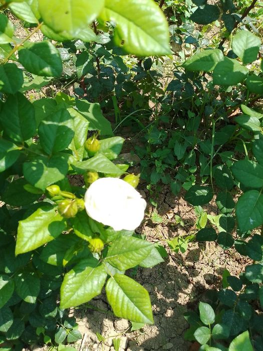 Atirgul kochatlari mavjud