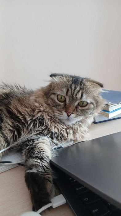 Вислоухая кошка ищет хозяина