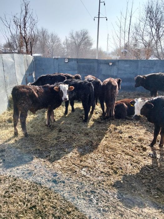 Продаются бычки .