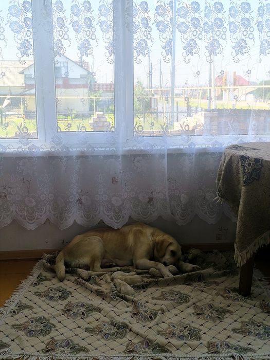 Королевский лаблодор
