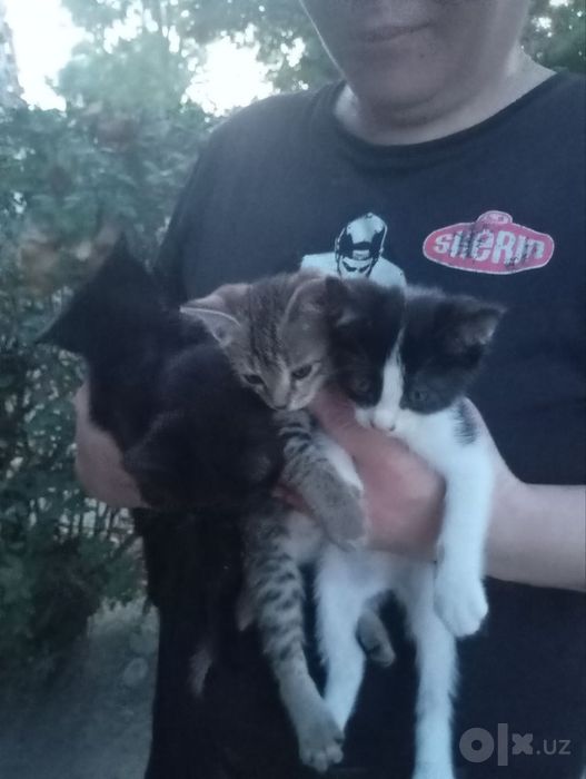Отдаю котяток в добрые, хорошие руки.