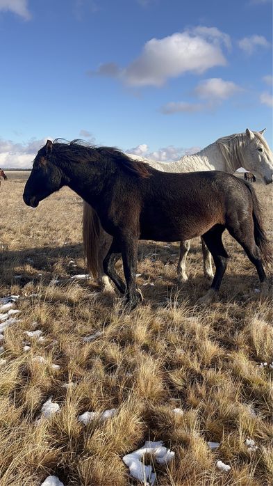 Продам тай кунан согым