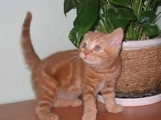 Продам Элитных Шотландских котят