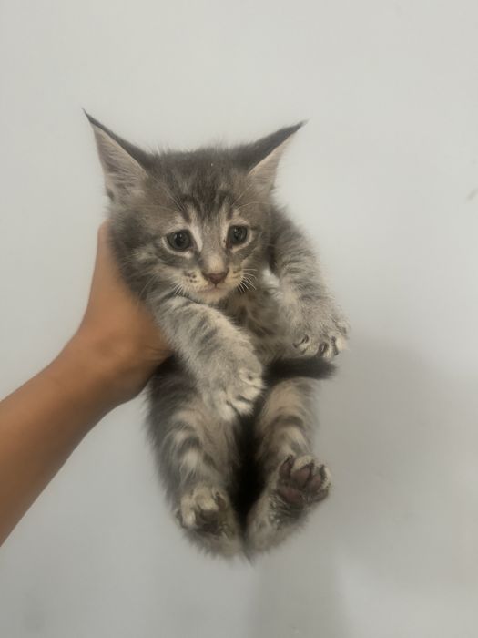 Мейн кун котята в продаже