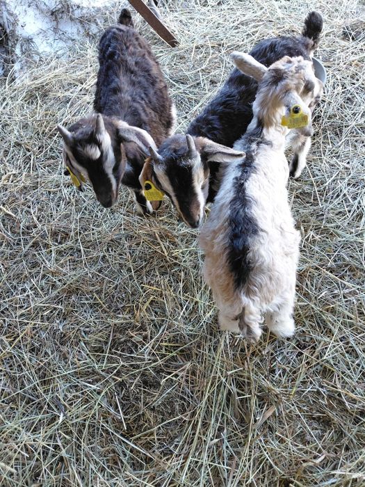Продам козлят альпийской породы.