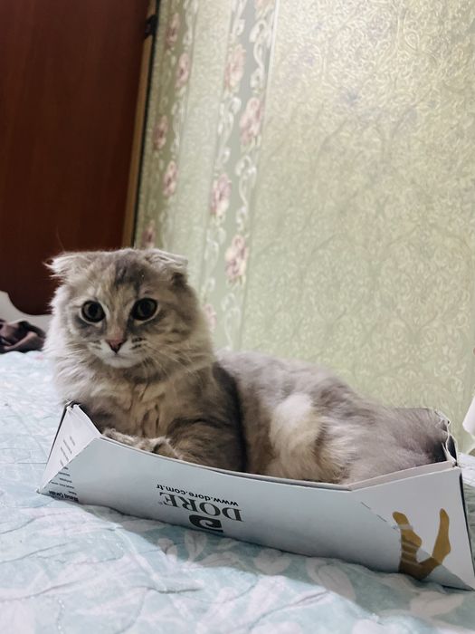 Песогы,кормы бар