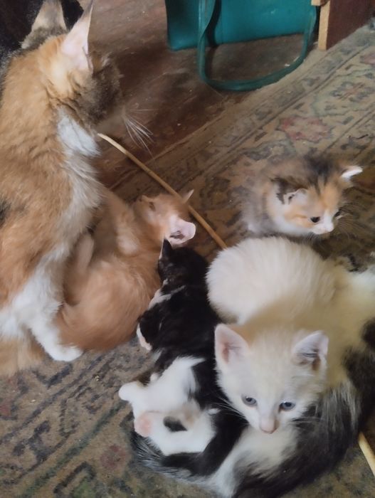Котята сомалийской пароды