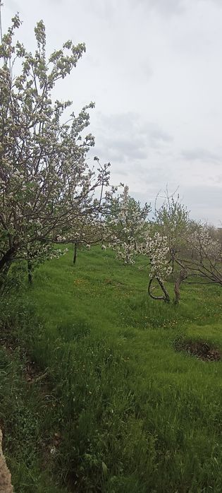 Ер учаска сотилади 1 сотих 7 500