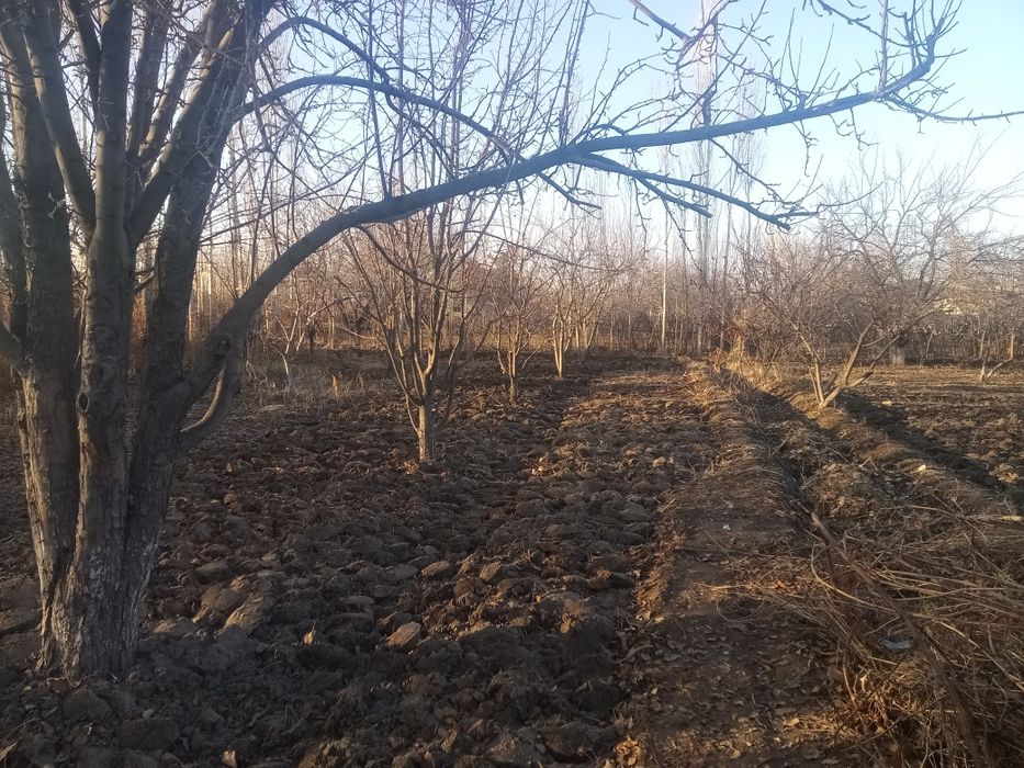 Ŭy satiladi Kegeyli rayoni Shreder awilinda bahasi kelisimli.