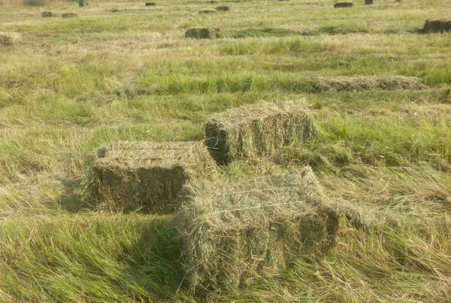 продаю пресованое луговое сено