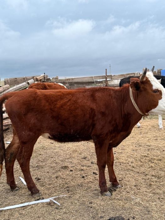 Қашарлар сатылады