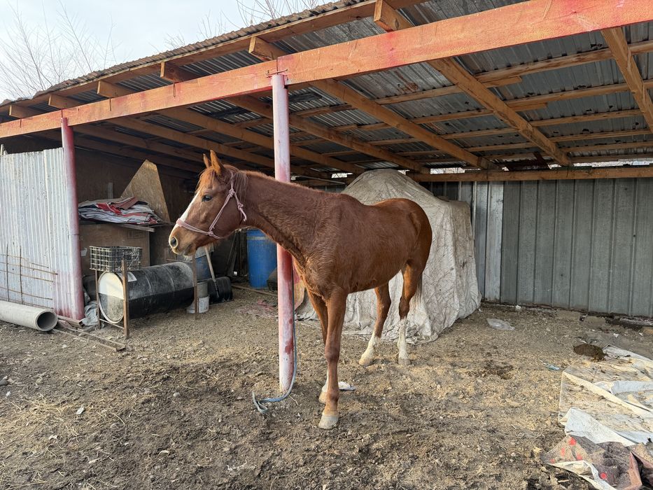 Англо-араб байтал