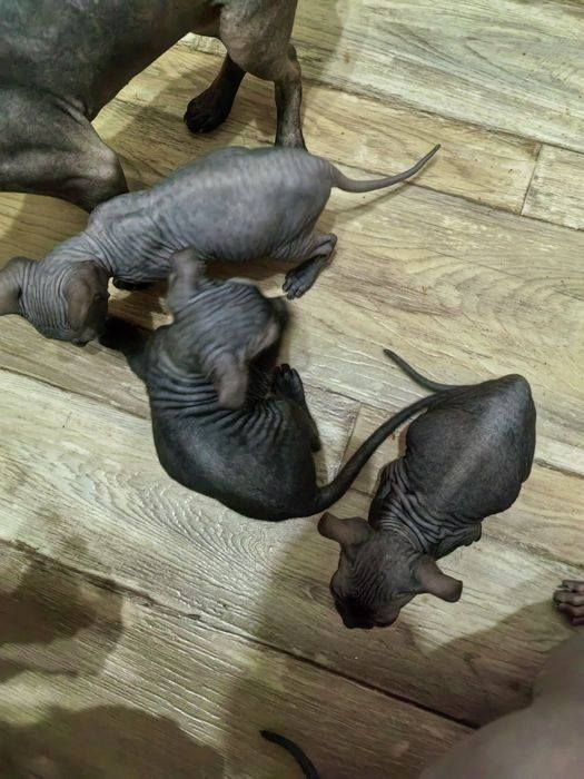 Продам котят сфинкса