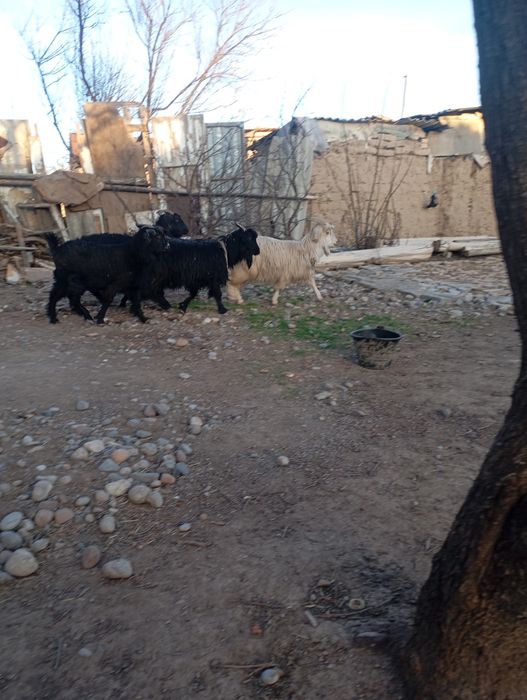 Семз ечки  йош ечкилар