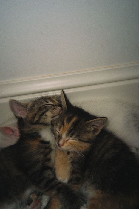 Котята    1,5 ай