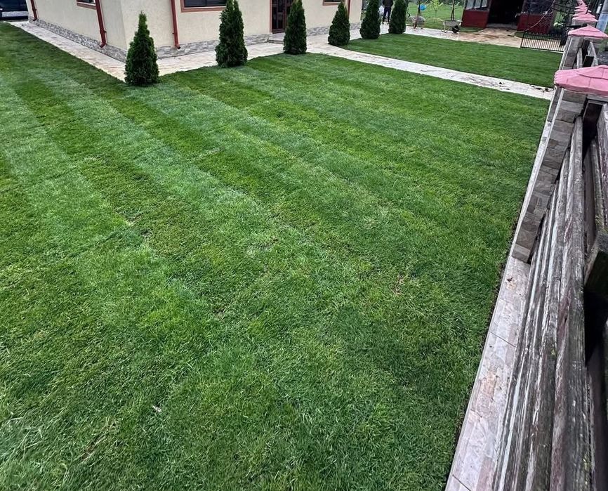Plante ornamentale copacii Gazon rulou amenajam grădini