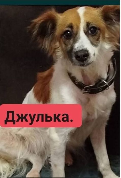 Бесплатно. Ищут семью Щенки. Подростки.