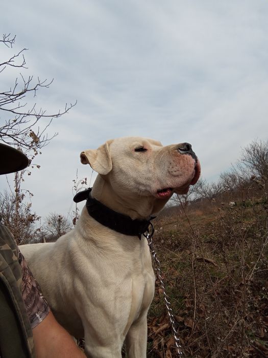 Dog argentino mascul de 2 ani
