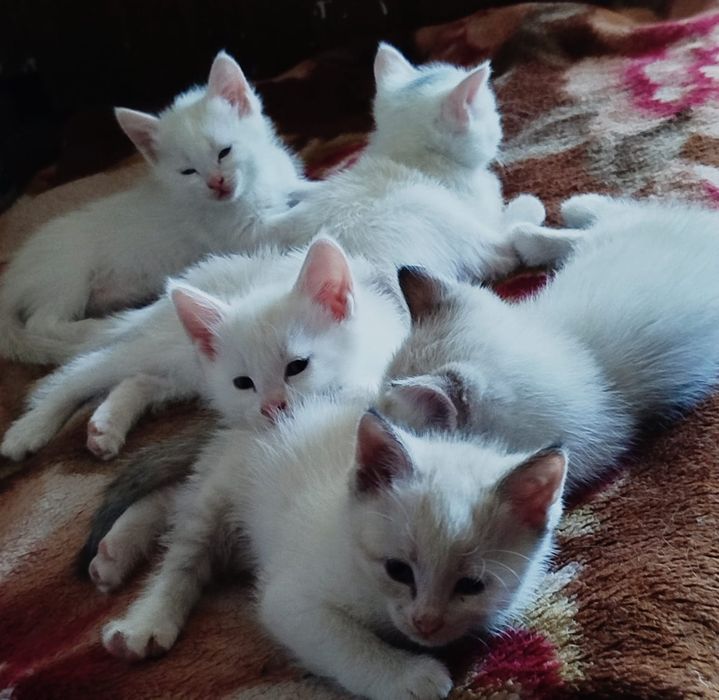 Отдам котят в хорошие руки