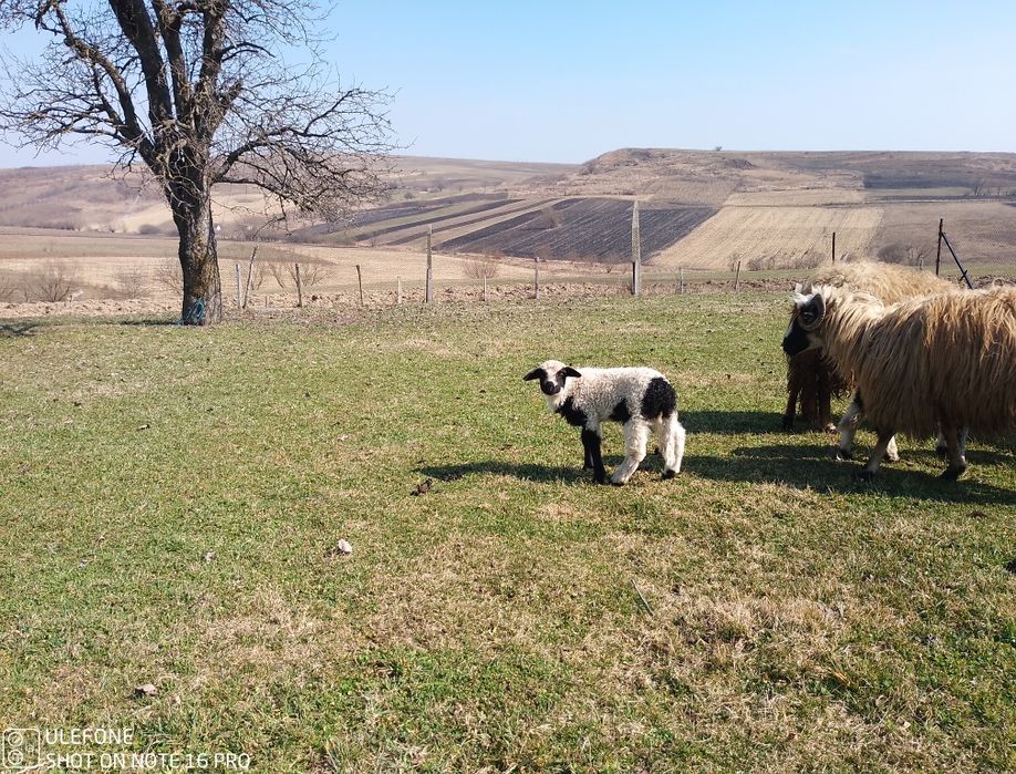 Oi breze și oacheșe cu miei